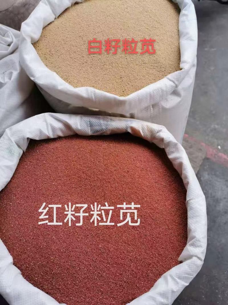 高蛋白营养丰富优质牧草种子高产美国籽粒苋草