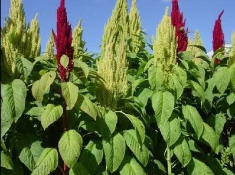 高蛋白营养丰富优质牧草种子高产美国籽粒苋草