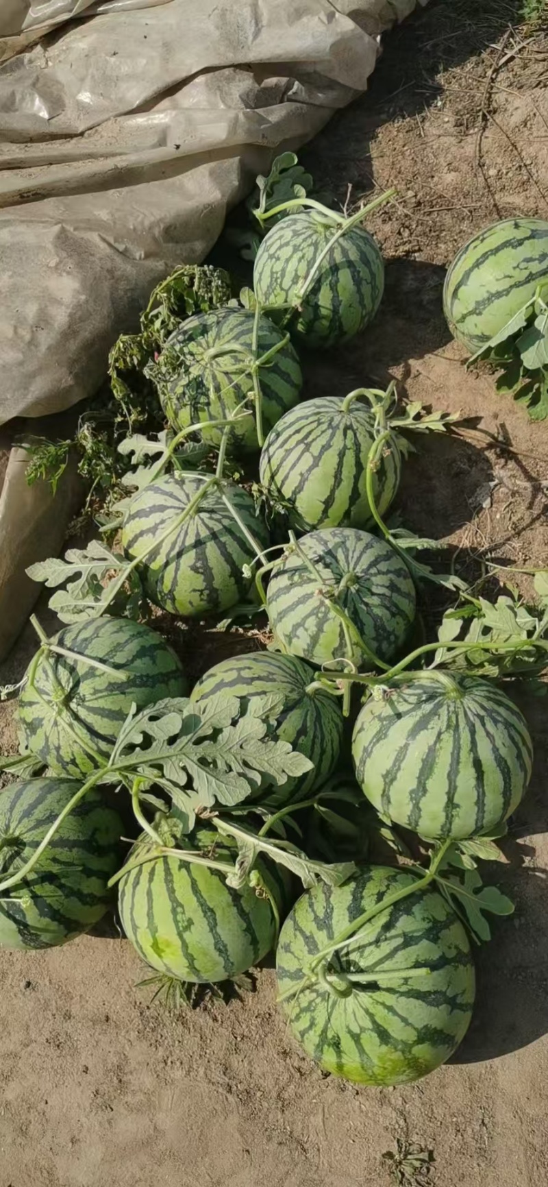 (实力)湖北8424西瓜大量现货供应！一手货源产地直供量