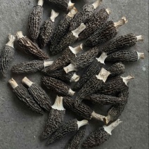 云南精品羊肚菌质量保证诚信经营欢迎咨询