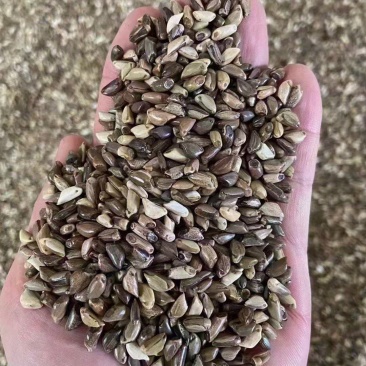 墨西哥玉米草种子高产型牧草种籽饲养牛羊猪