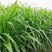 墨西哥玉米草种子高产型牧草种籽饲养牛羊猪