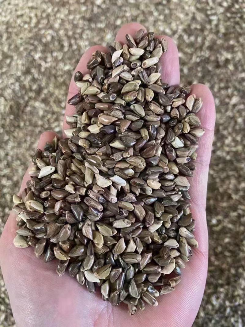 墨西哥玉米草种子高产型牧草种籽饲养牛羊猪
