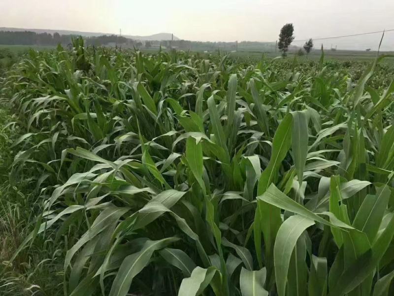 墨西哥玉米草种子高产型牧草种籽饲养牛羊猪