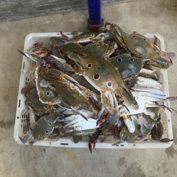 梭子蟹，红蟹，蓝花蟹冰鲜蟹，