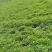 新鲜薄荷尖现摘现发自己薄荷基地一手货源可视频看货