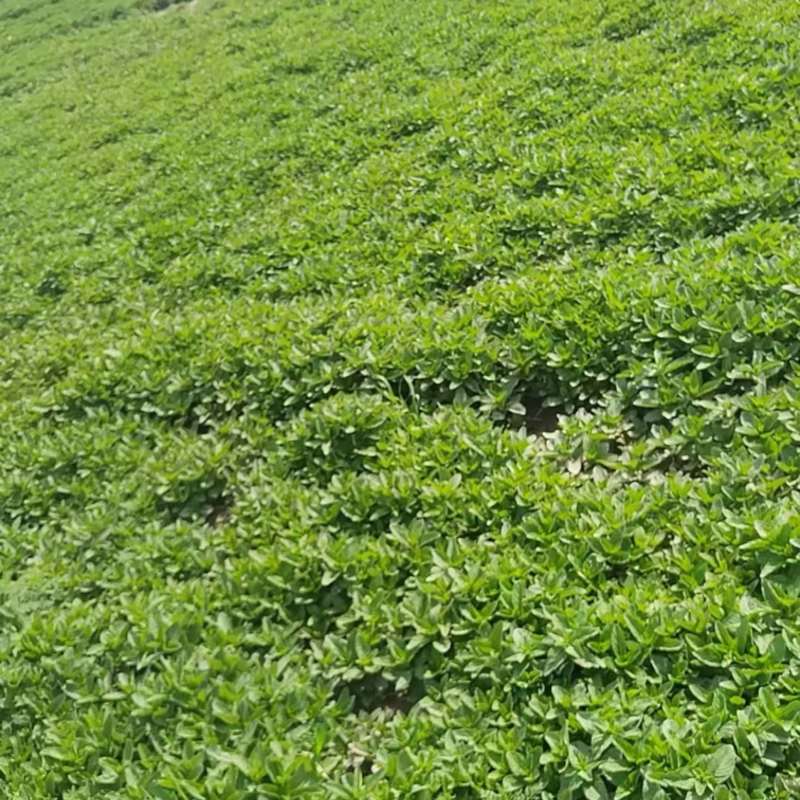 新鲜薄荷尖现摘现发自己薄荷基地一手货源可视频看货