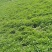 新鲜薄荷尖现摘现发自己薄荷基地一手货源可视频看货
