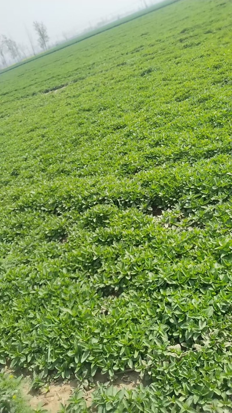 新鲜薄荷尖现摘现发自己薄荷基地一手货源可视频看货