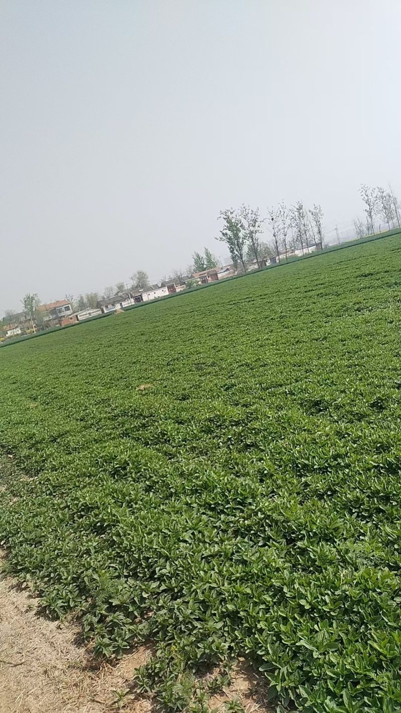 新鲜薄荷尖现摘现发自己薄荷基地一手货源可视频看货