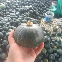 湖北贝贝南瓜大量上市，需要的老板可以联系