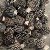 羊肚菌仿野圆球厚肉羊肚菌质量保证诚信经营欢迎咨询