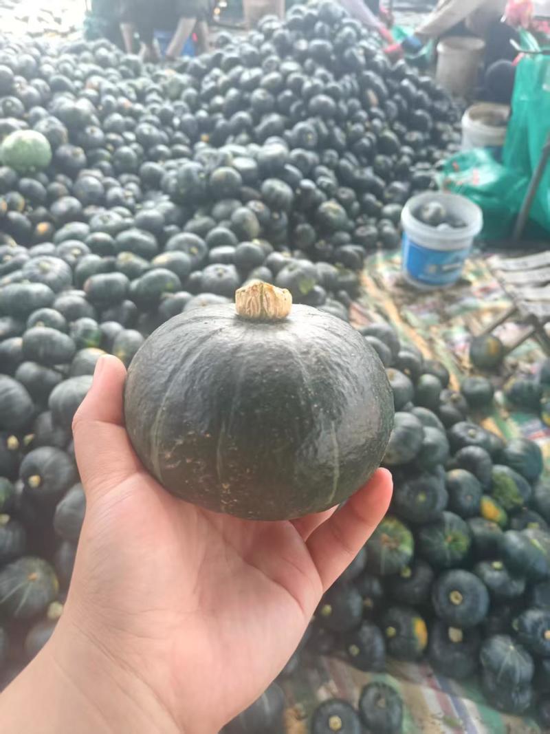 湖北贝贝南瓜大量上市，需要的老板可以联系