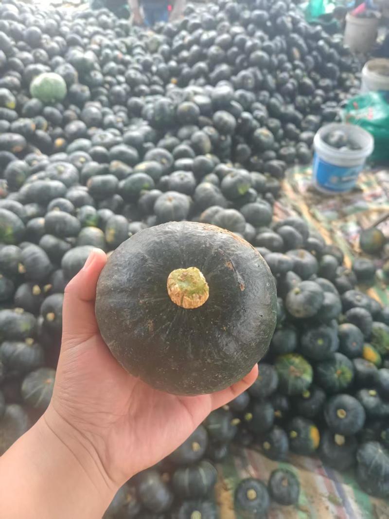 湖北贝贝南瓜大量上市，需要的老板可以联系
