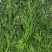 速冻荠菜，整棵