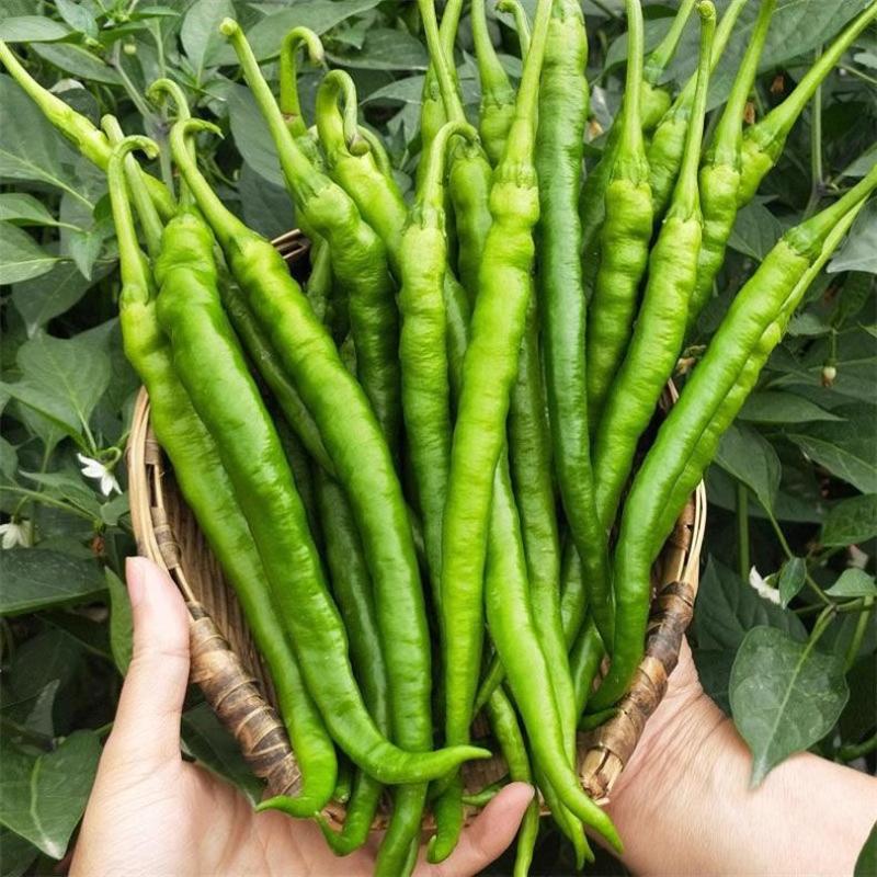 【精品】四川二荆条、青椒、线椒、薄皮二荆条对接全国