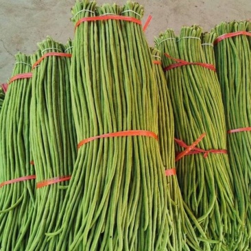 长豆角青条豆角刚上市新鲜采摘产地直发保质保量看货论价