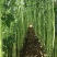 长豆角青条豆角刚上市新鲜采摘产地直发保质保量看货论价