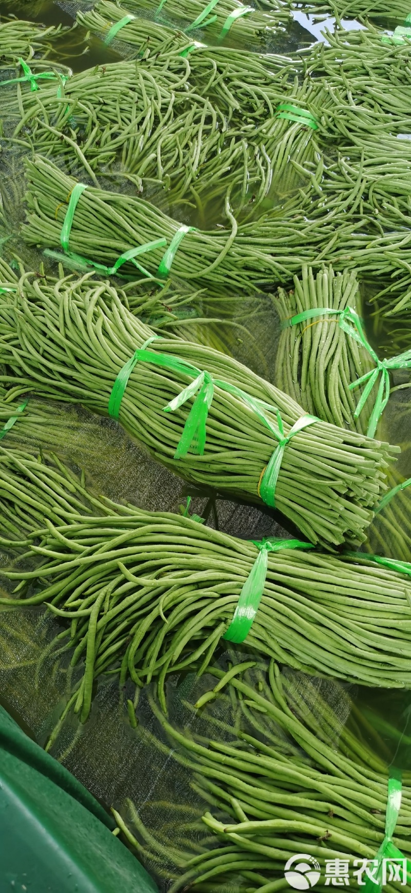 长豆角青条豆角刚上市新鲜采摘产地直发保质保量看货论价