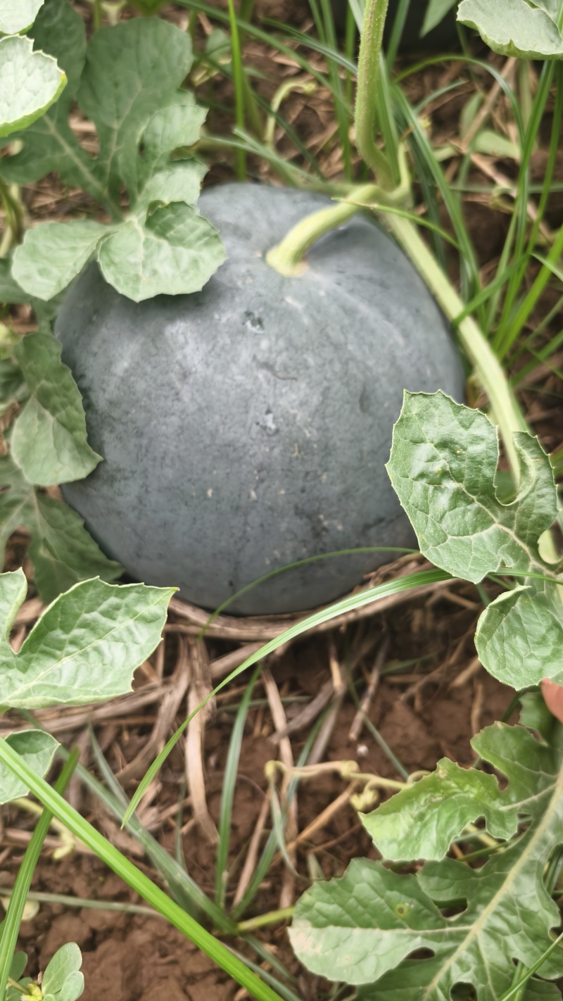 湖北黑皮无籽西瓜，口感甜，个头大一手货源产地直供量大从优