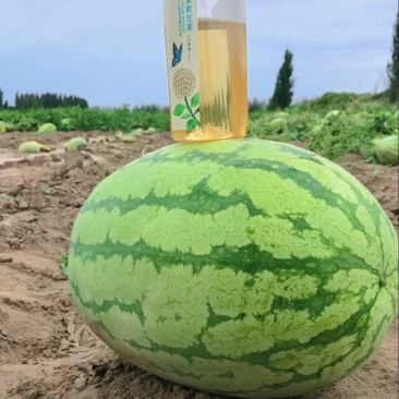 金城5号西瓜