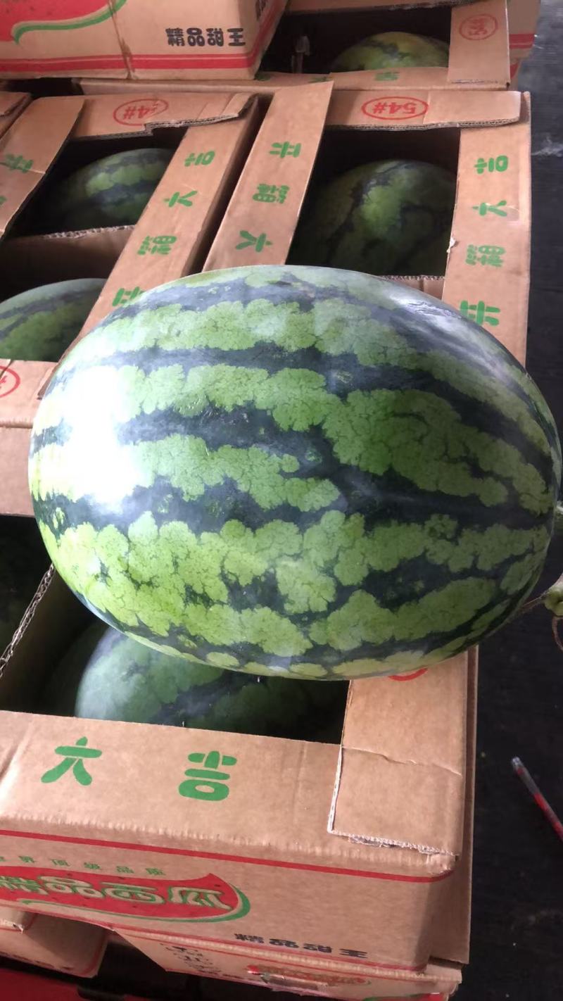 金城5号西瓜