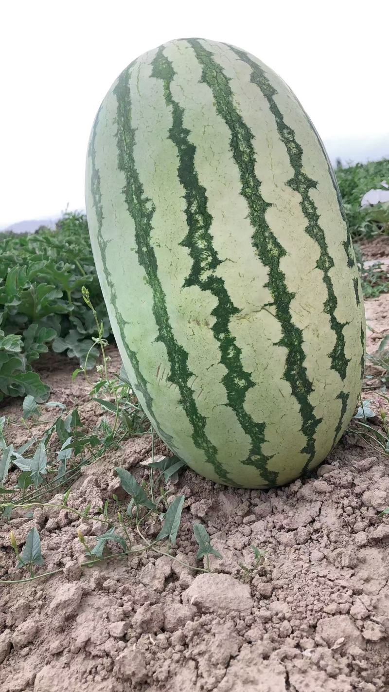 金城5号西瓜