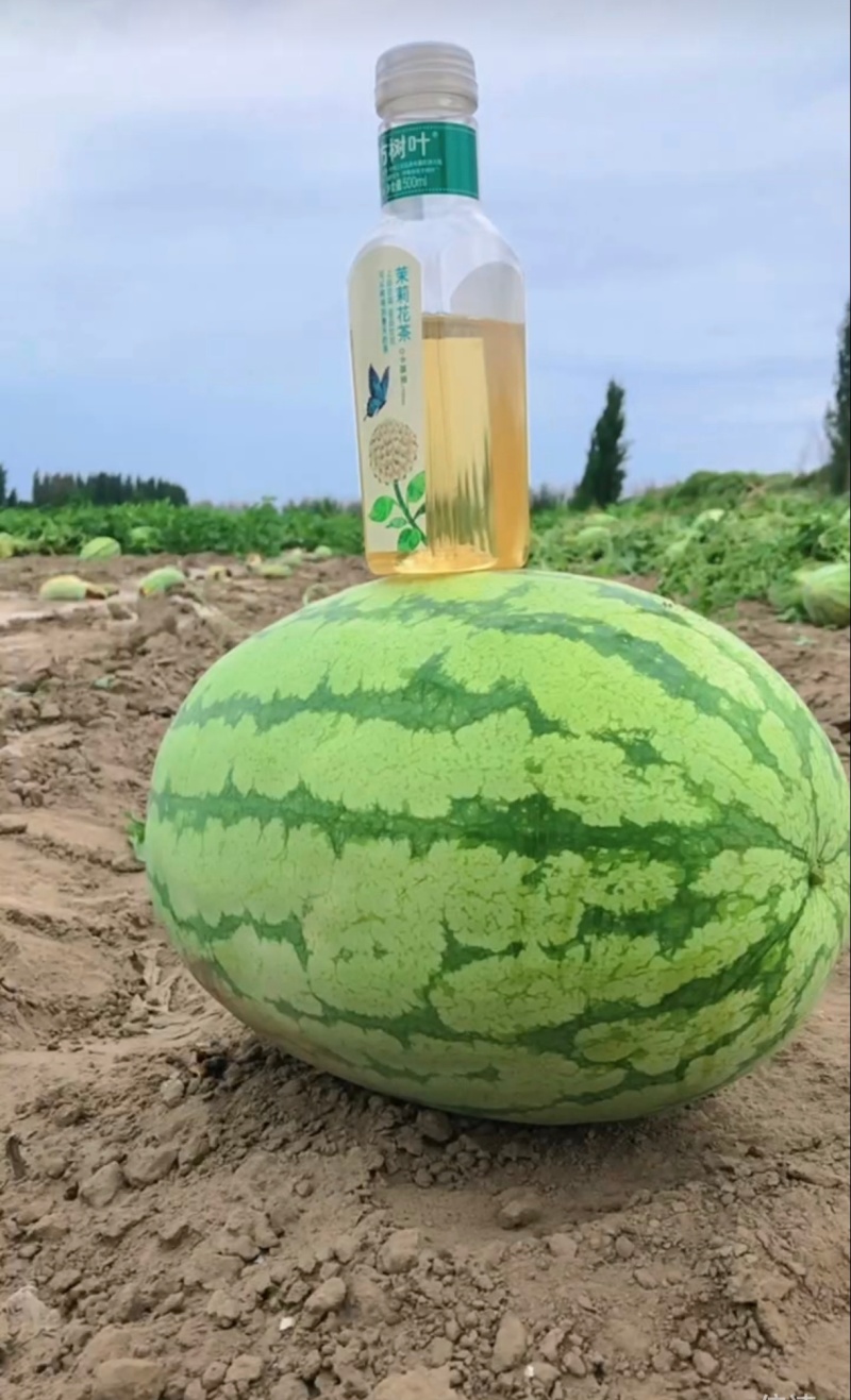 金城5号西瓜
