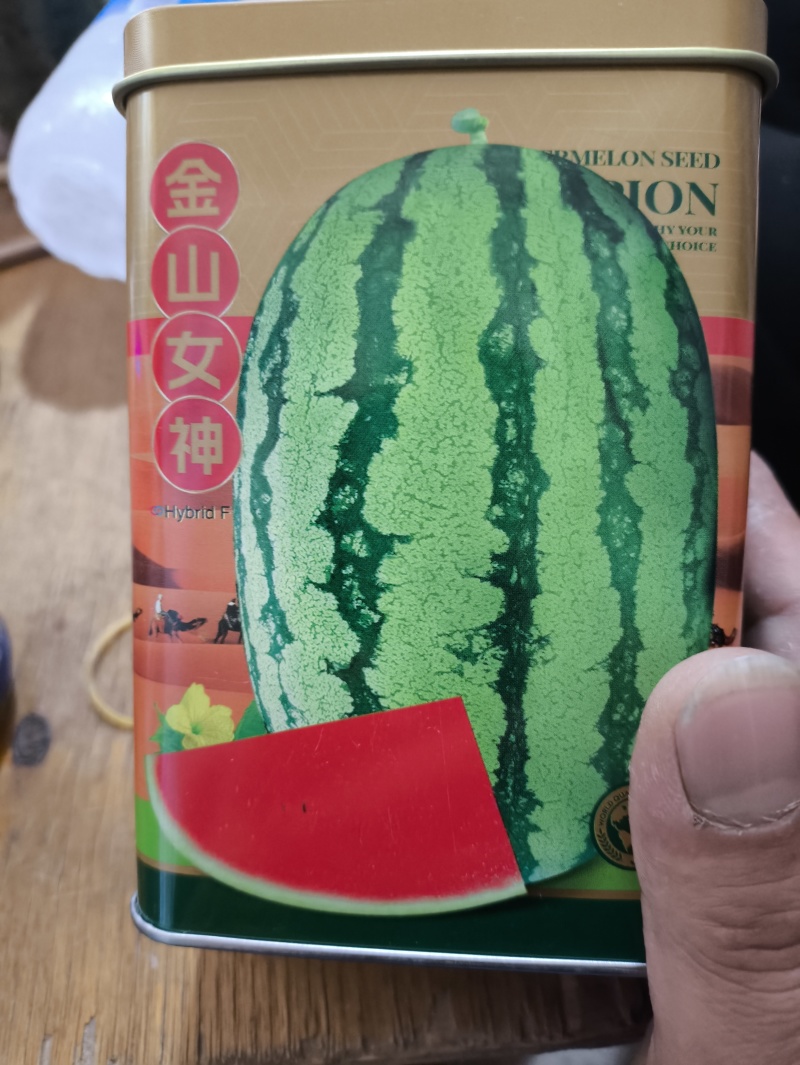 金城5号西瓜