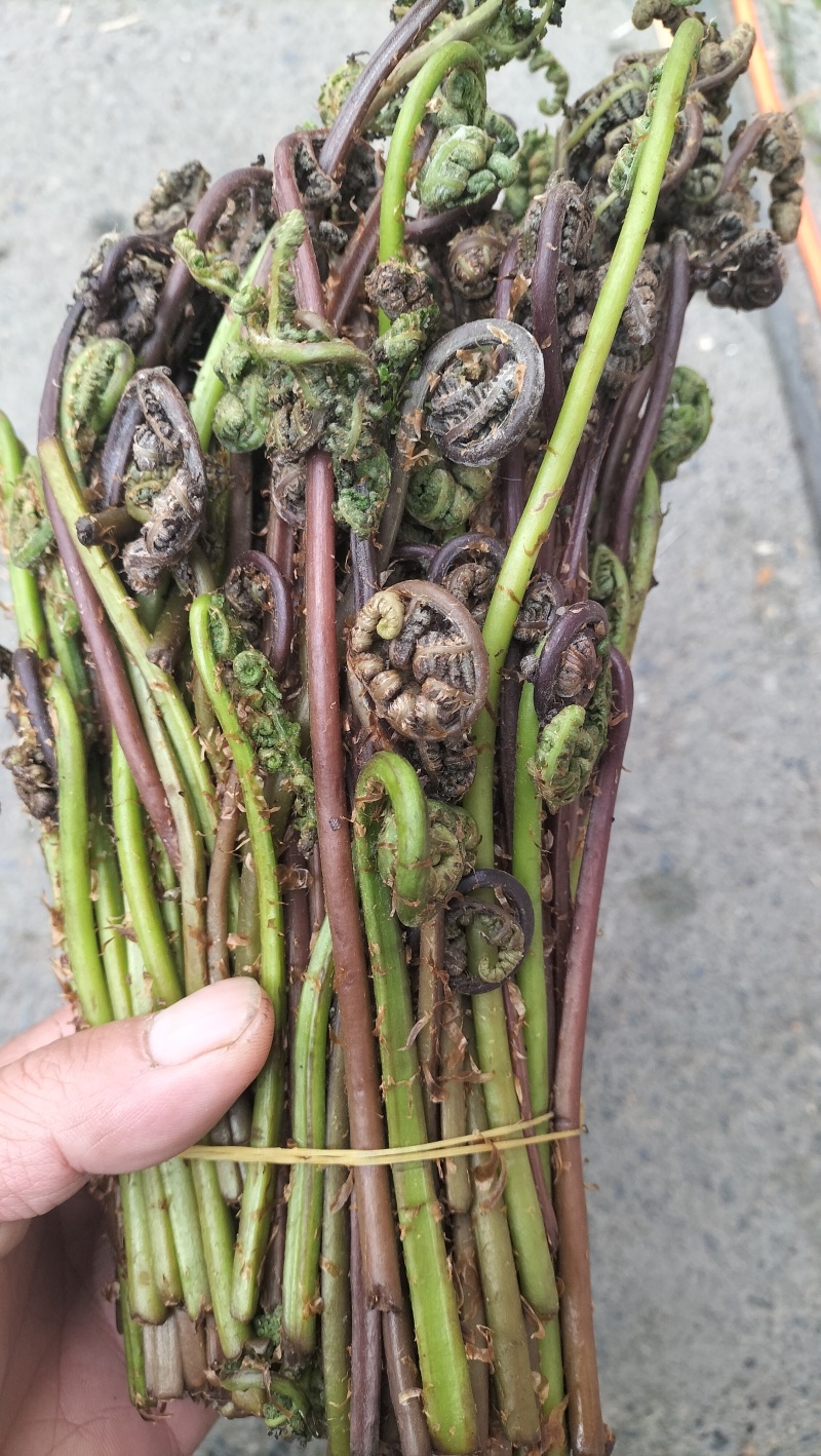 东北山野菜猴腿蕨菜水蕨菜二甲芹大叶芹龙须菜