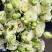 桔梗花有双层花语：永恒的爱，无望的爱