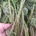 东北山野菜猴腿蕨菜水蕨菜二甲芹大叶芹龙须菜