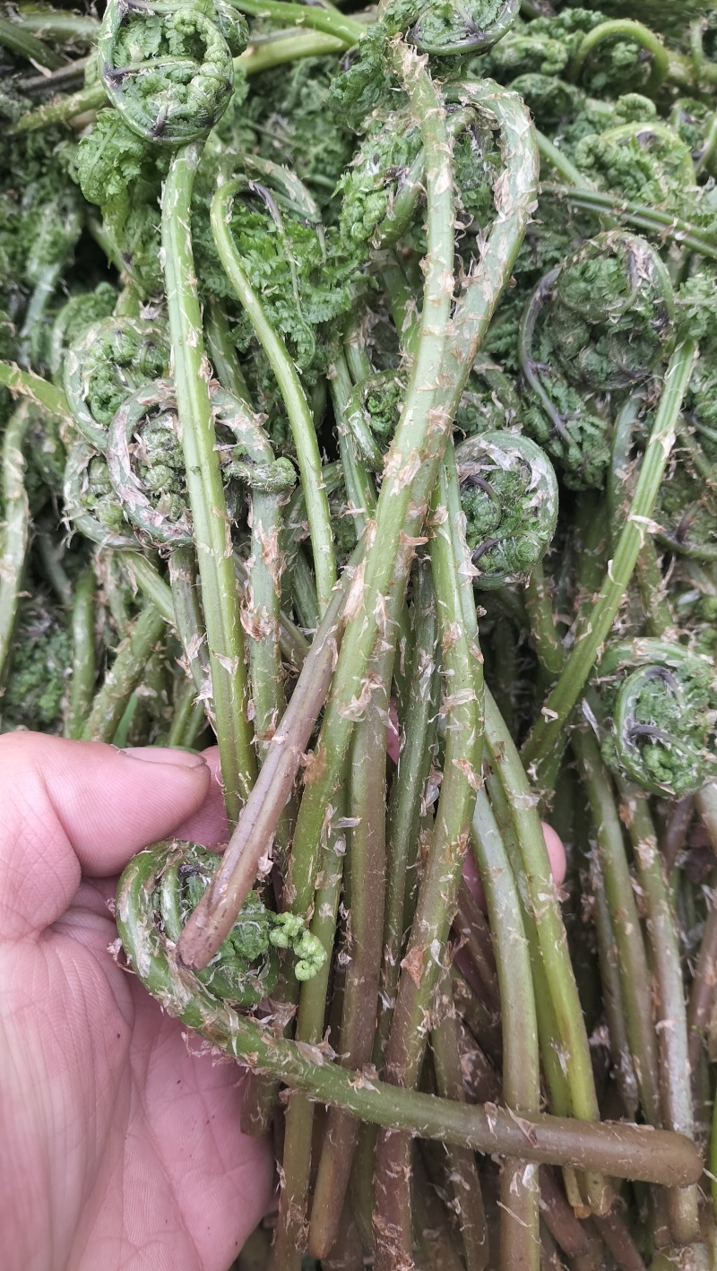 东北山野菜猴腿蕨菜水蕨菜二甲芹大叶芹龙须菜