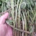 东北山野菜猴腿蕨菜水蕨菜二甲芹大叶芹龙须菜