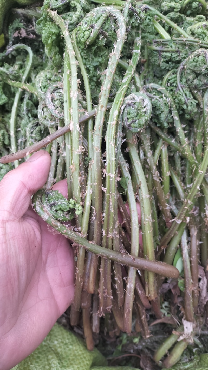 东北山野菜猴腿蕨菜水蕨菜二甲芹大叶芹龙须菜
