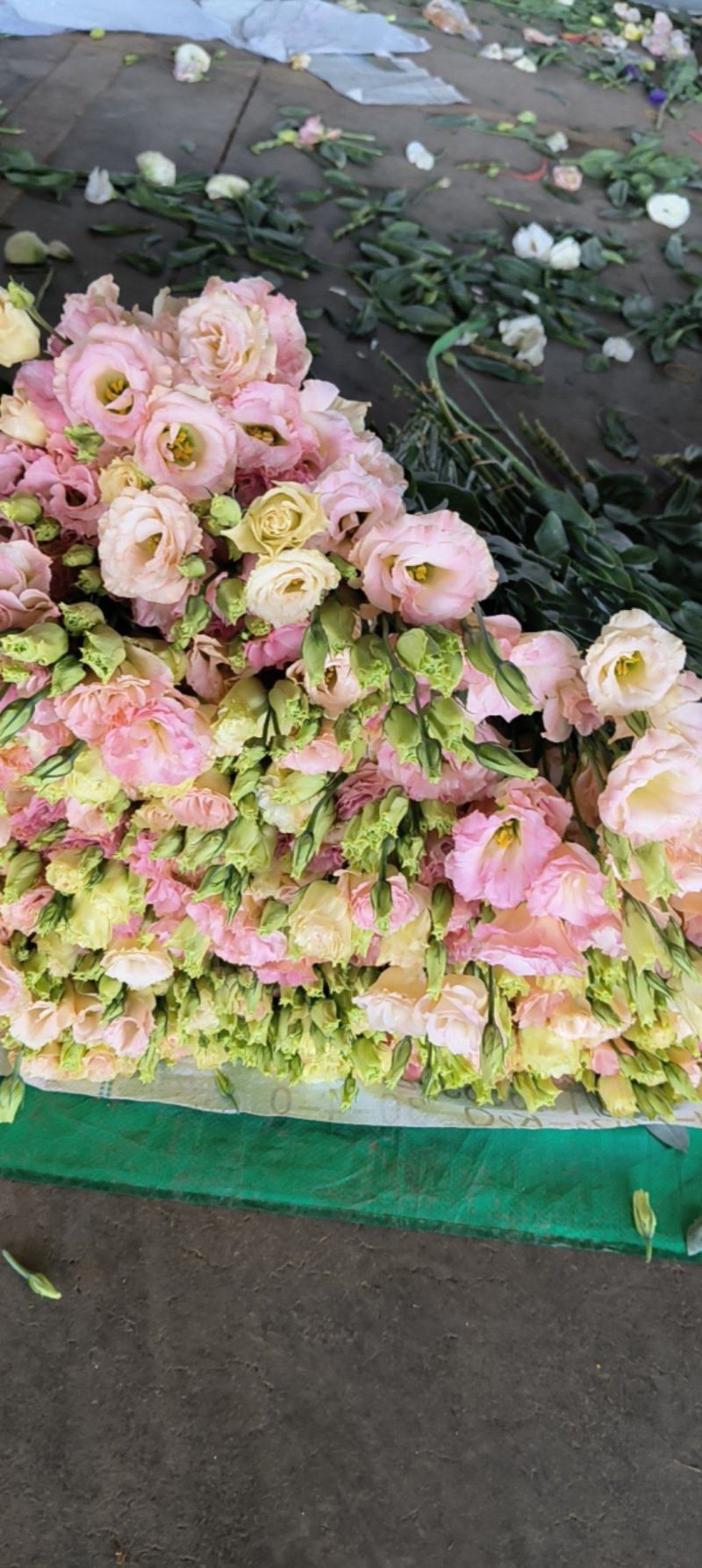 桔梗花有双层花语：永恒的爱，无望的爱