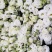 桔梗花有双层花语：永恒的爱，无望的爱