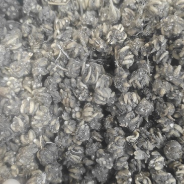 长爪猫爪草一公斤起卖量多可以少