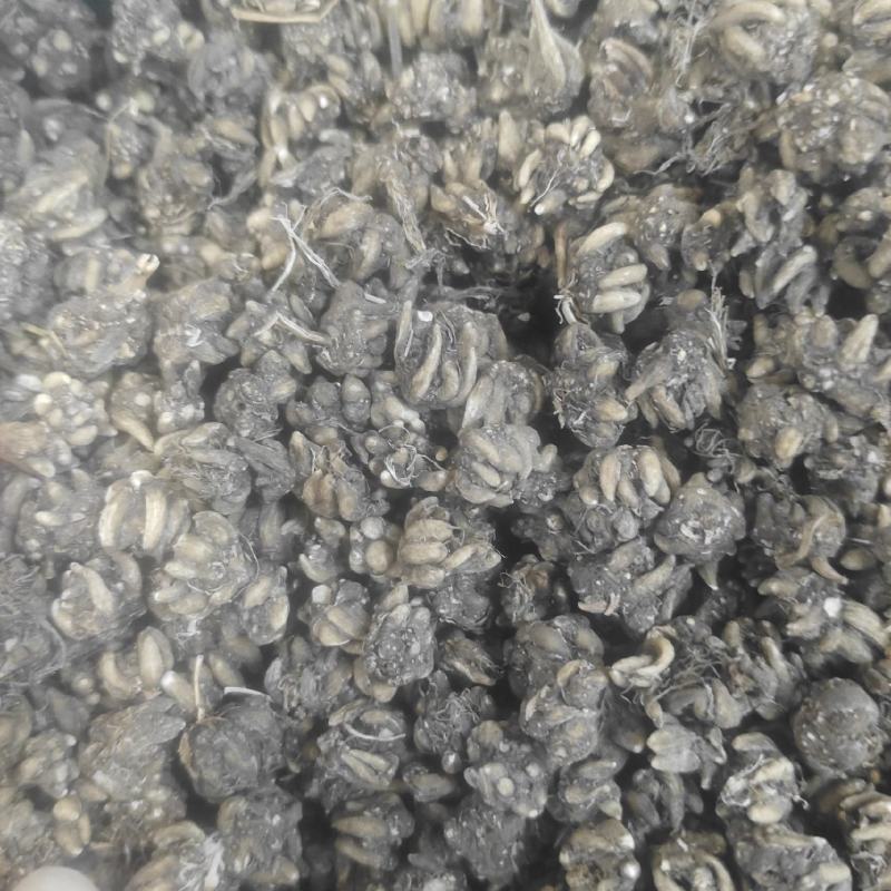 长爪猫爪草一公斤起卖量多可以少
