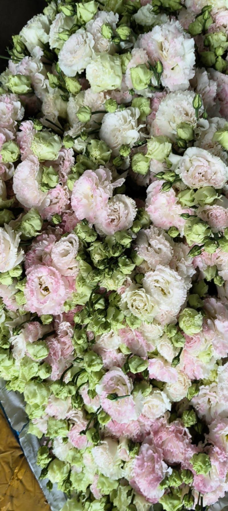 桔梗花有双层花语：永恒的爱，无望的爱