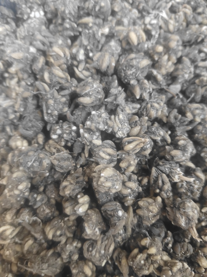 长爪猫爪草一公斤起卖量多可以少