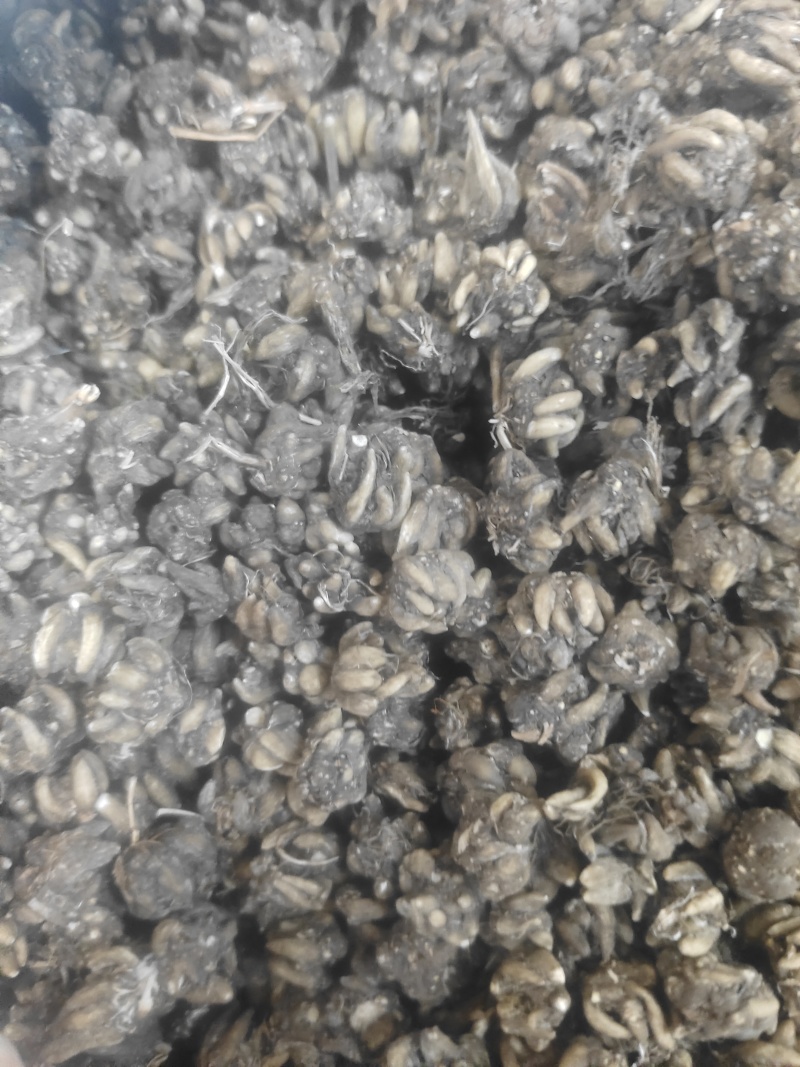 长爪猫爪草一公斤起卖量多可以少