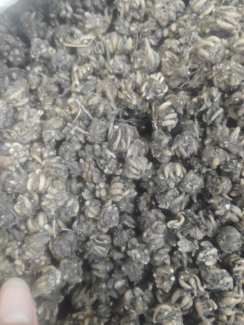 长爪猫爪草一公斤起卖量多可以少