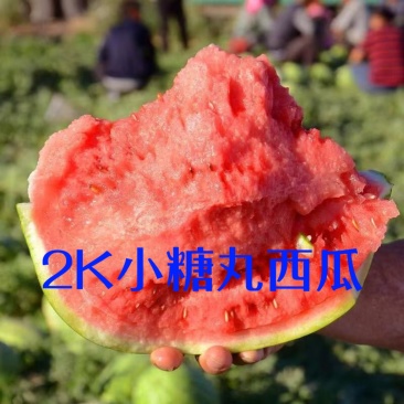 小糖丸西瓜早春红玉西瓜小西瓜2K西瓜精品