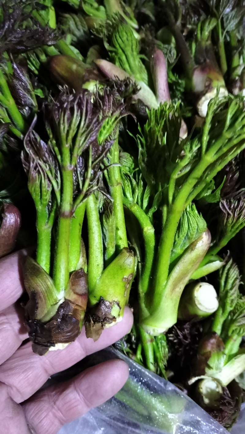 东北山野菜猴腿蕨菜水蕨菜二甲芹大叶芹龙须菜