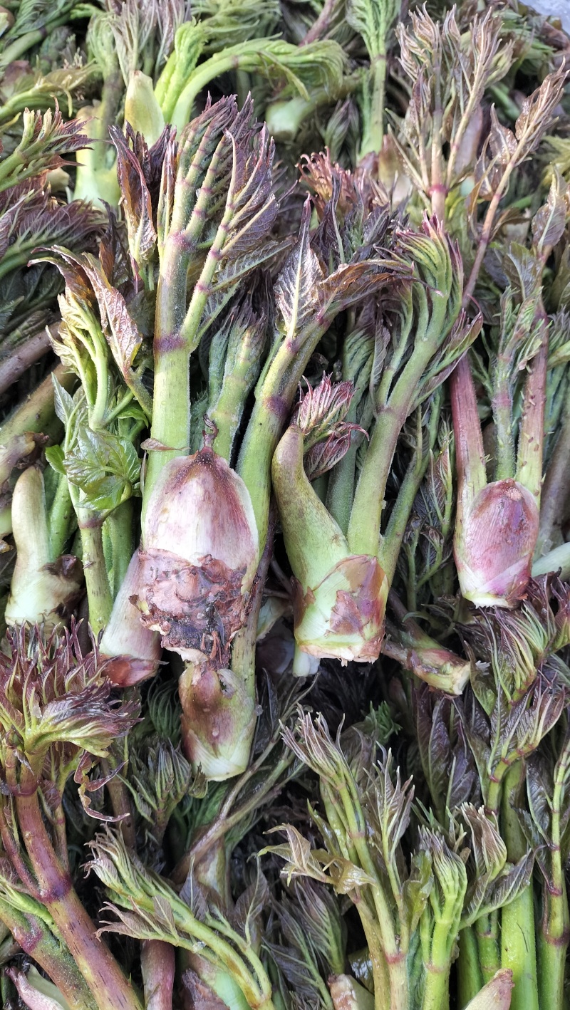 东北山野菜猴腿蕨菜水蕨菜二甲芹大叶芹龙须菜