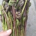 东北山野菜猴腿蕨菜水蕨菜二甲芹大叶芹龙须菜