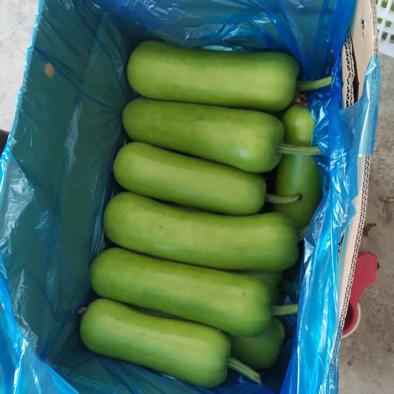 精品瓠瓜，夜开花，户子，地蒲大量上市，欢迎来扰