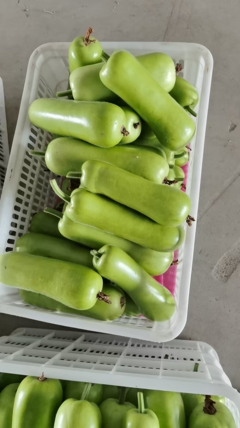 精品瓠瓜，夜开花，户子，地蒲大量上市，欢迎来扰