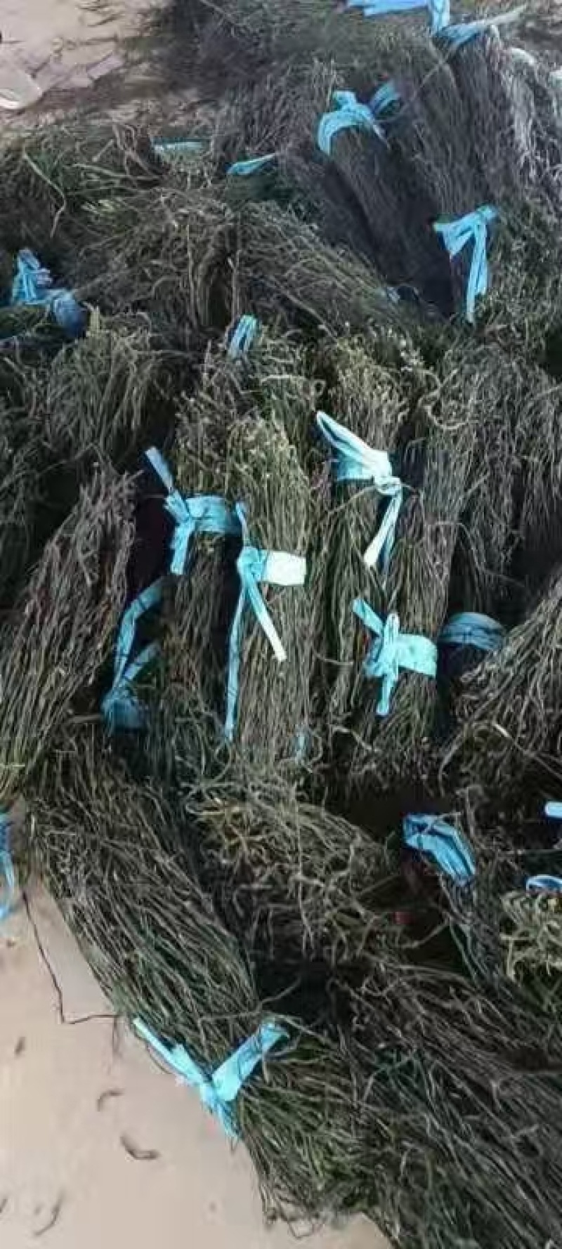 【热卖】精品干豆角，大量供应电商产地直发，一手货源